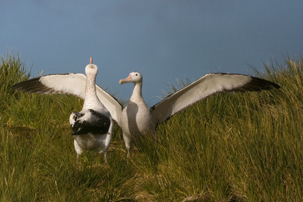 AGAMI Snowy Wandering Albatross Prion Island South Georgia March 2006 Marc Guyt